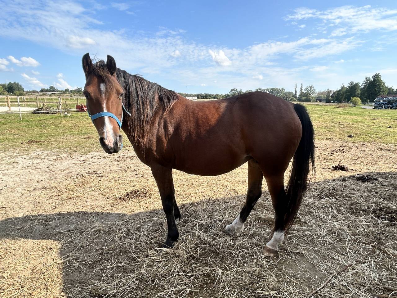 Poulini&egrave;re PFS bonnes origines CSO