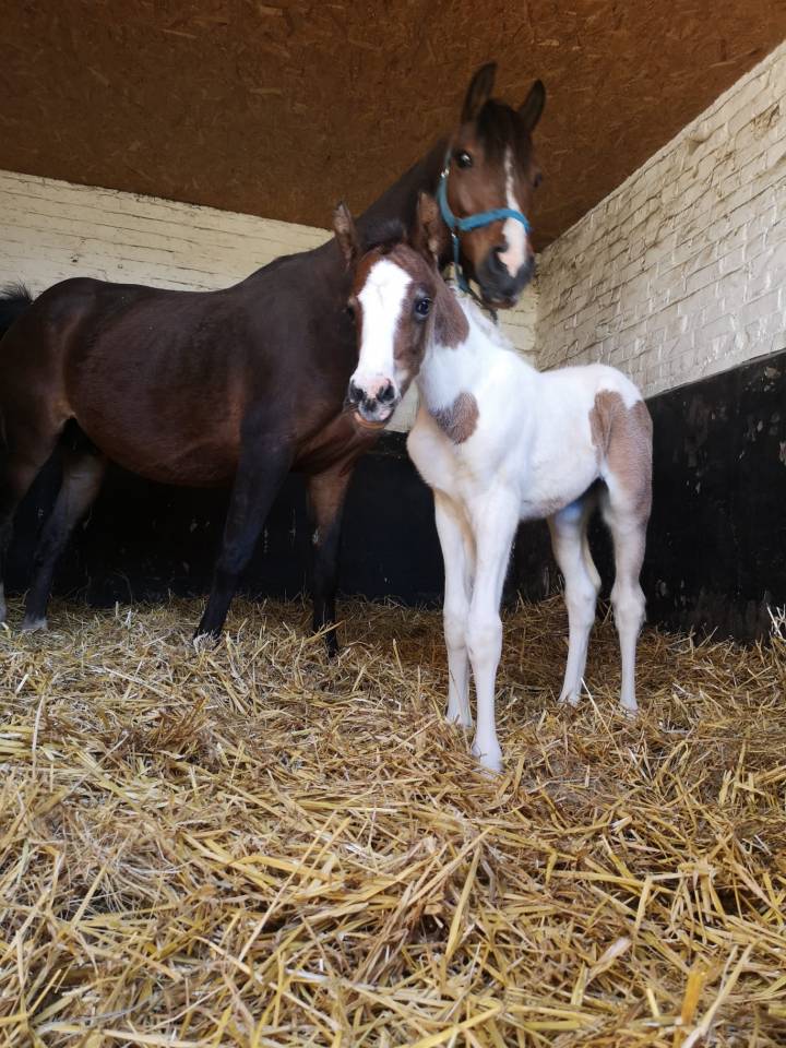 Poulini&egrave;re PFS bonnes origines CSO
