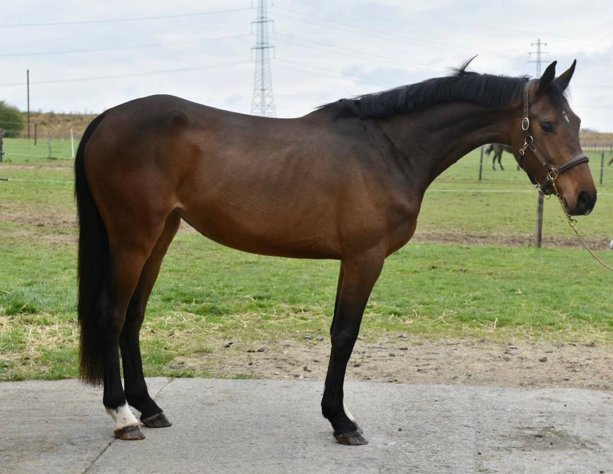 SUPERBE JUMENT DE 4 ANS AVEC BEAUCOUP DE QUALIT&Eacute;S 