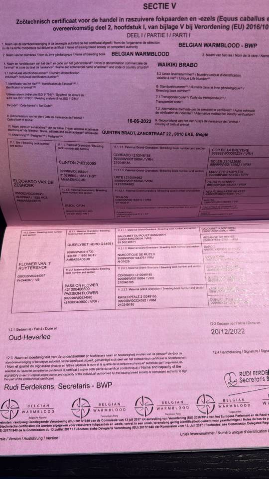 SUPERBE JUMENT DE 4 ANS AVEC BEAUCOUP DE QUALIT&Eacute;S 