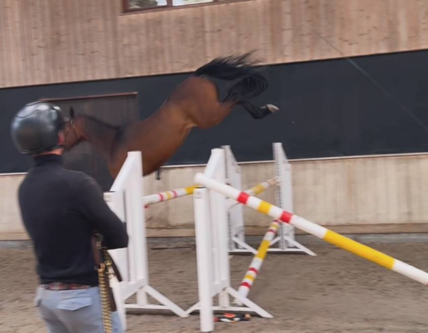 SUPERBE JUMENT DE 4 ANS AVEC BEAUCOUP DE QUALIT&Eacute;S 