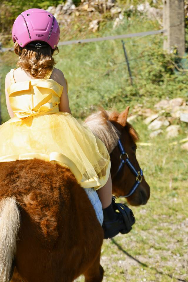 Poney hongre onc (type shetland) 3 ans, 1m