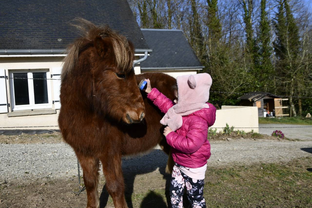 Poney hongre onc (type shetland) 3 ans, 1m
