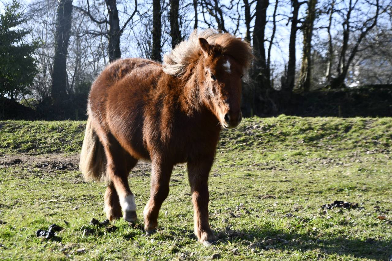 Poney hongre onc (type shetland) 3 ans, 1m