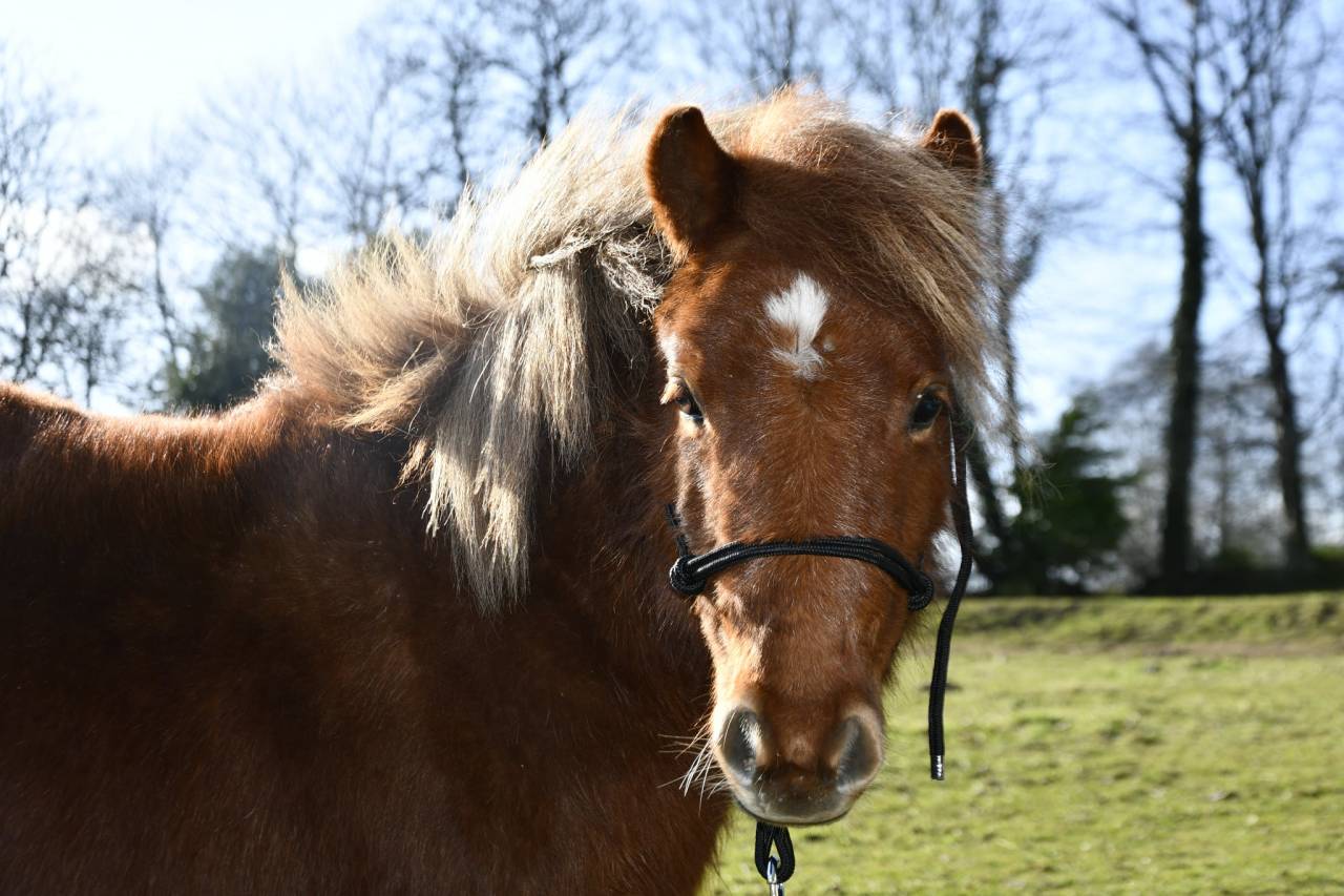 Poney hongre onc (type shetland) 3 ans, 1m