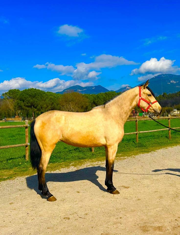 Jument ib&eacute;rique Isabelle 