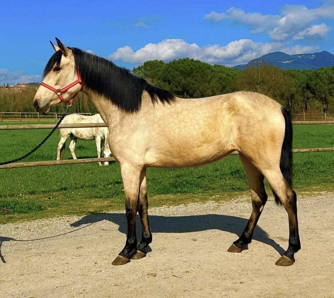 Jument ib&eacute;rique Isabelle 