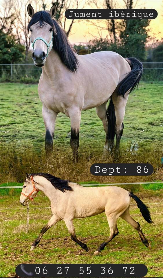 Jument ib&eacute;rique Isabelle 