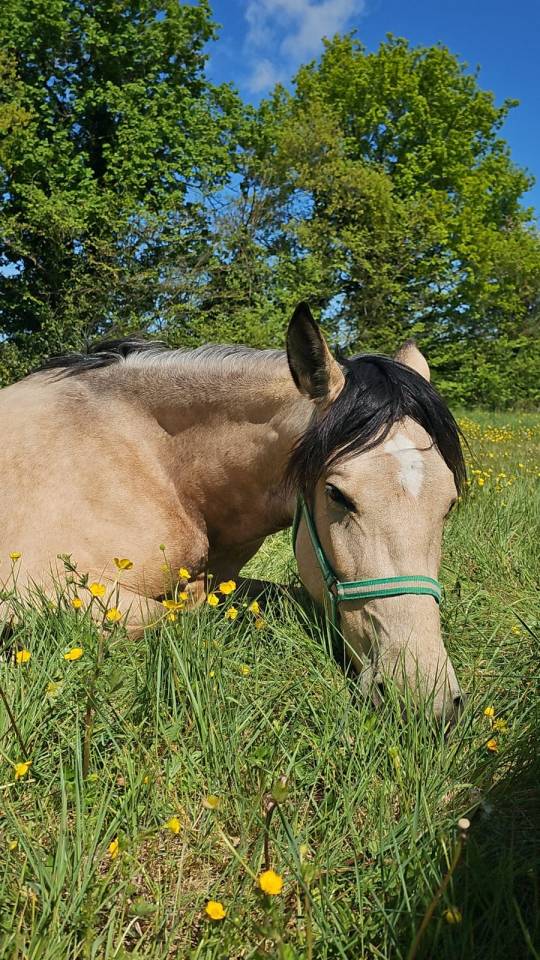 Jument ib&eacute;rique Isabelle 