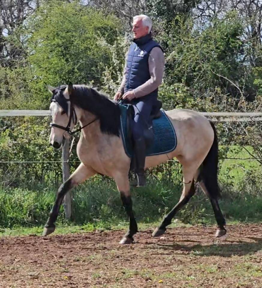 Jument ib&eacute;rique Isabelle 