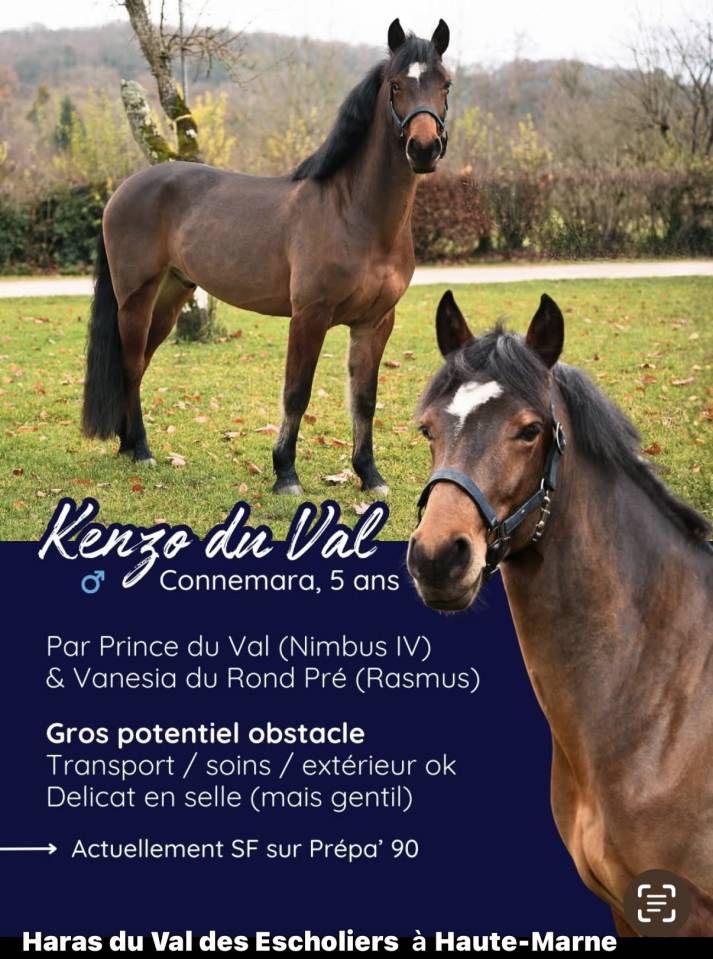 kenzo du val poney d'avenir.
