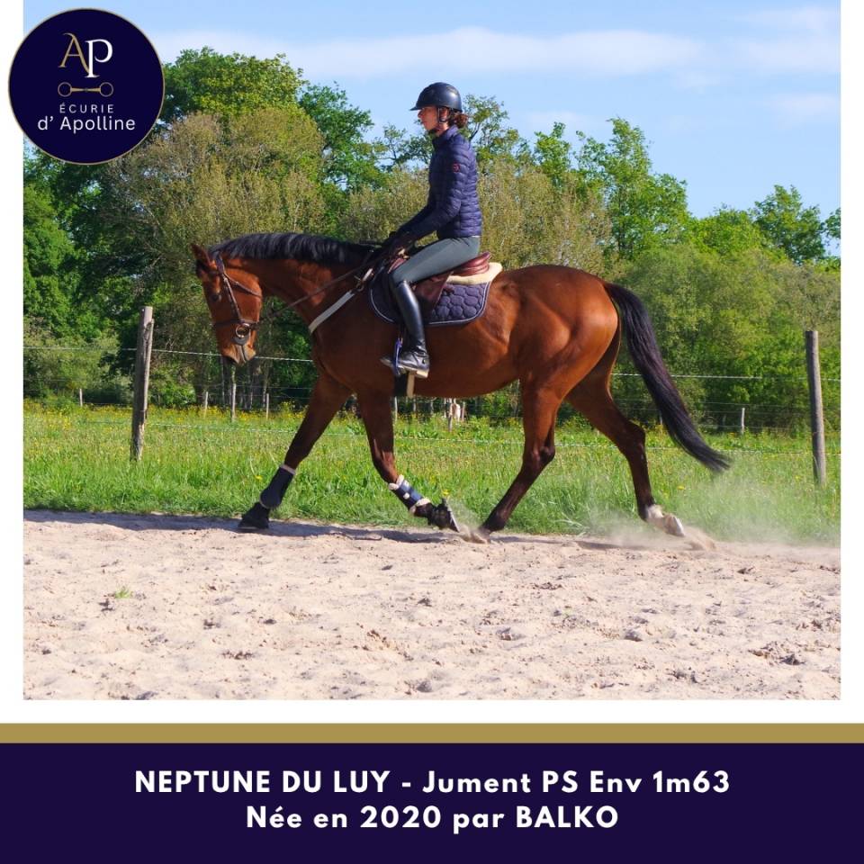 Belle jument 6 ans bon mental