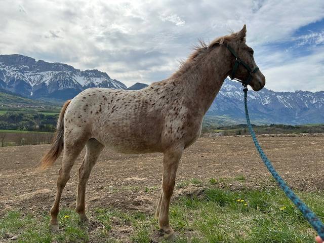 vend pouliche 1 an, AES