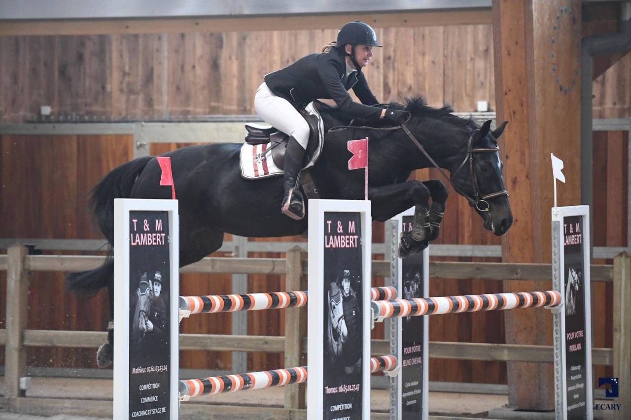 Magnifique poulain origines 5* ERMITAGE x DIARADO