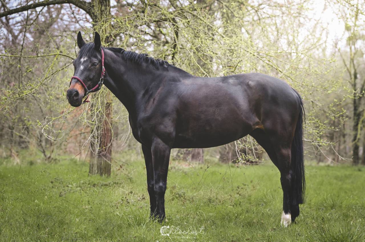 Magnifique poulain origines 5* ERMITAGE x DIARADO