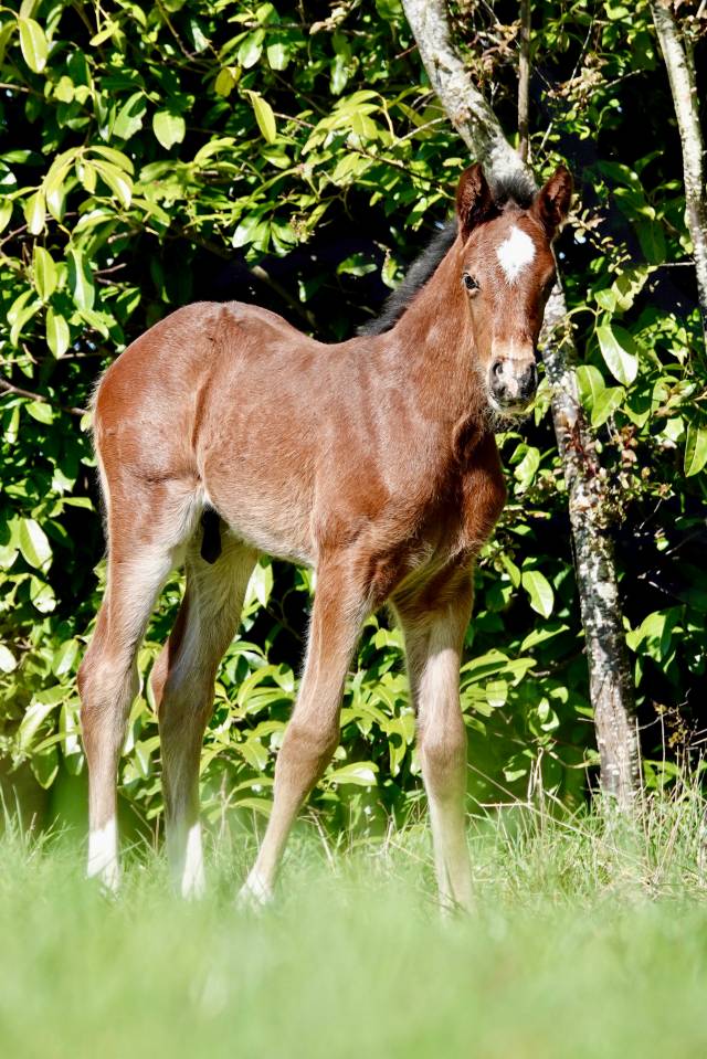 Magnifique poulain origines 5* ERMITAGE x DIARADO