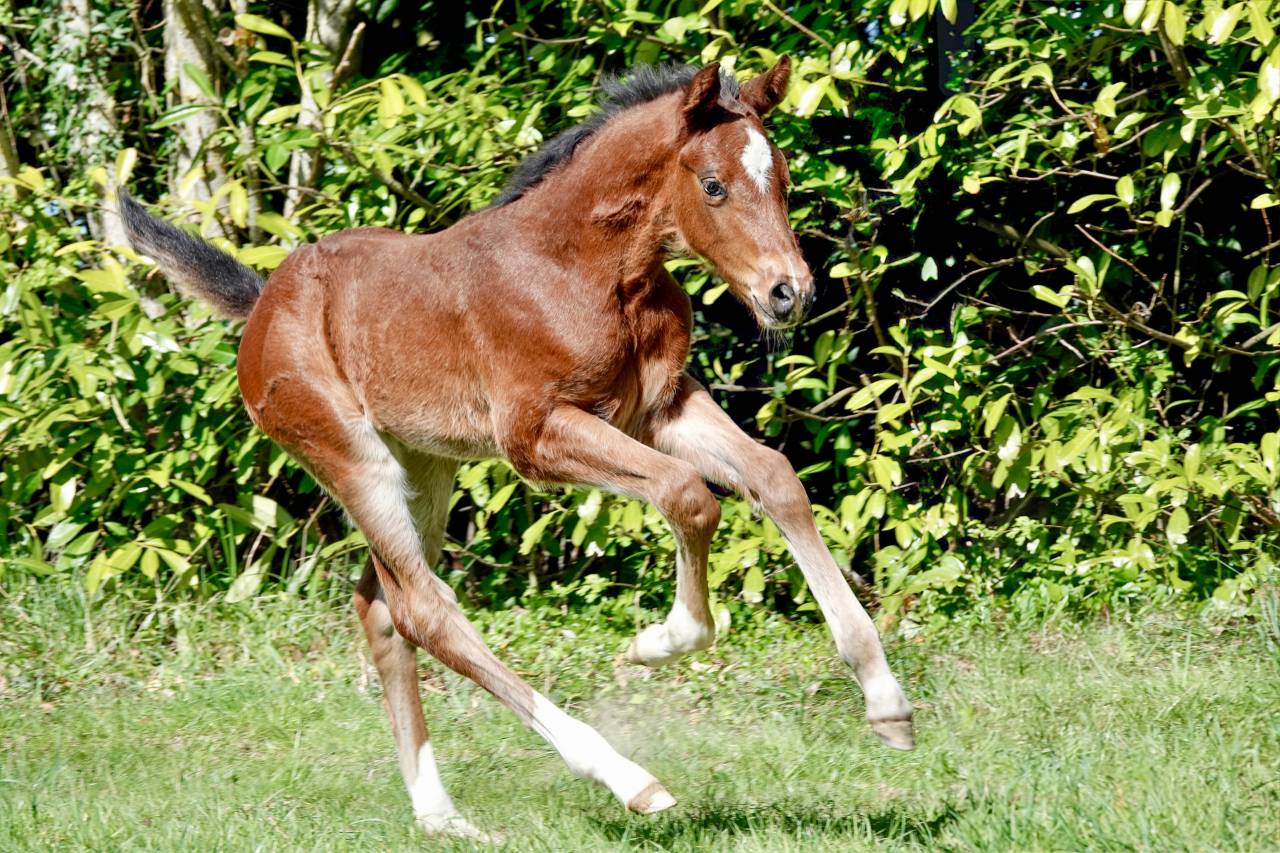 Magnifique poulain origines 5* ERMITAGE x DIARADO