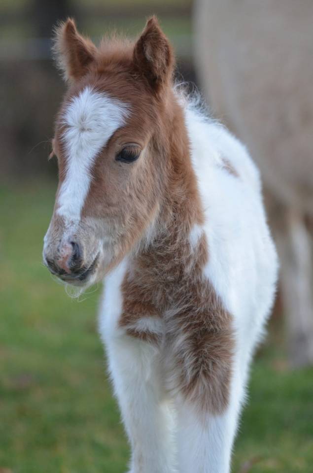 POULICHE OC TYPE SHET