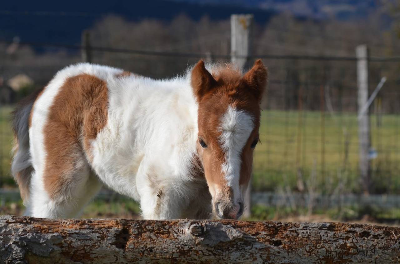 POULICHE OC TYPE SHET