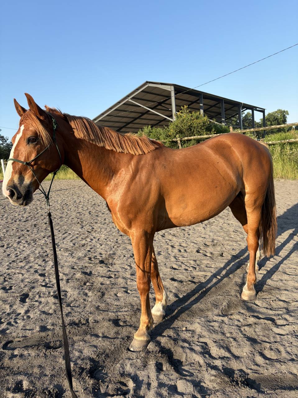 Cheval amateur &eacute;lite
