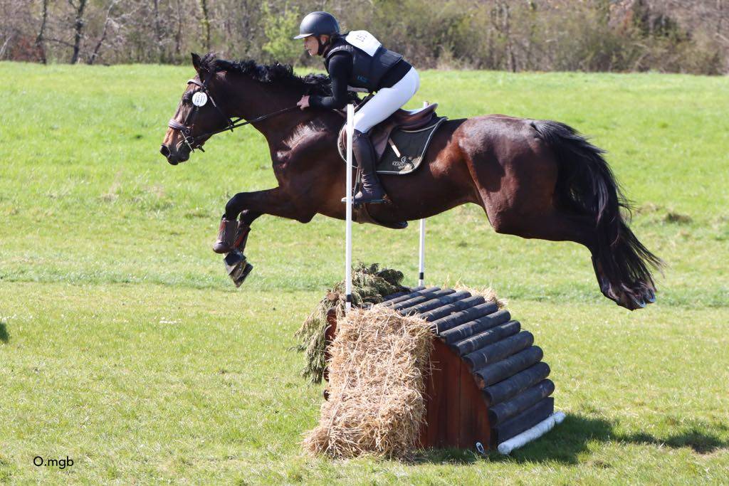 SELLE FRAN&Ccedil;AIS HONGRE 5 ANS