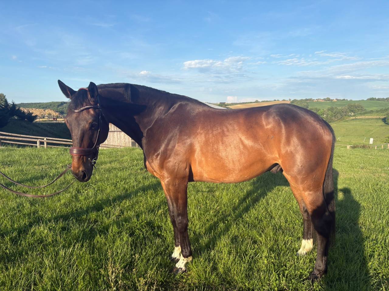 SELLE FRAN&Ccedil;AIS HONGRE 5 ANS