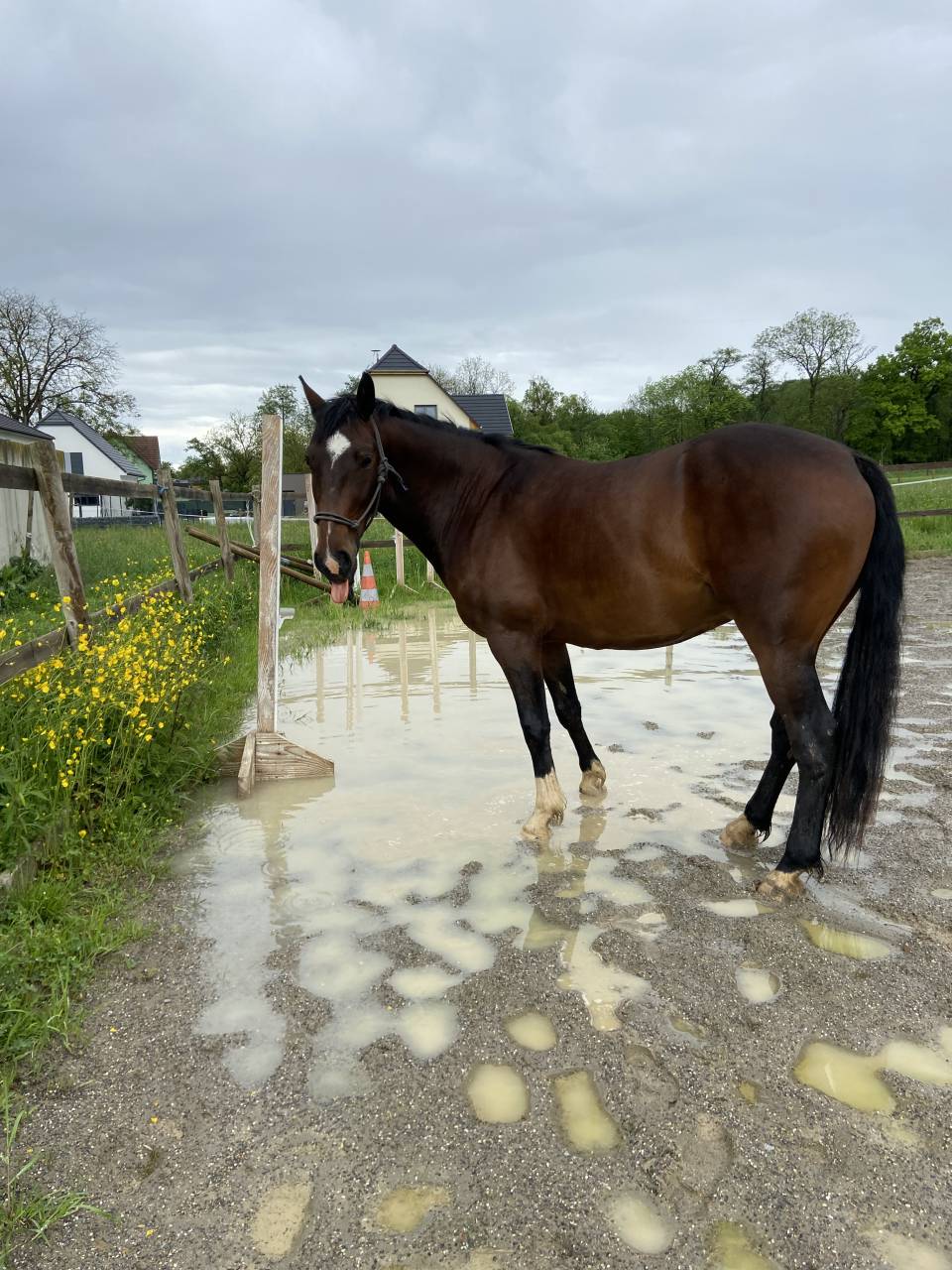 Lusitanien - hongre 7 ans 