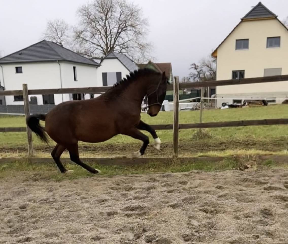 Lusitanien - hongre 7 ans 