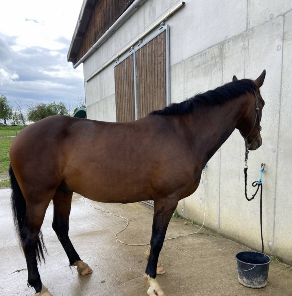 Lusitanien - hongre 7 ans 