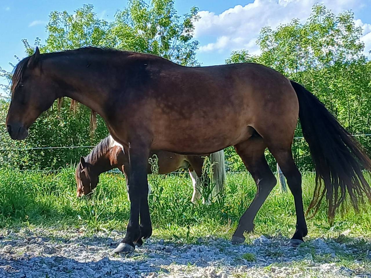 jument espagnole 9 ans