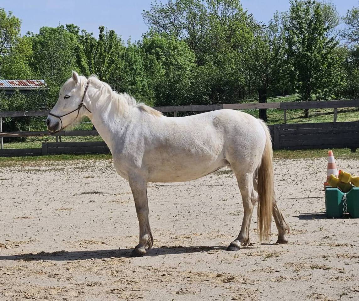 Jument pp Camargue 5 ans