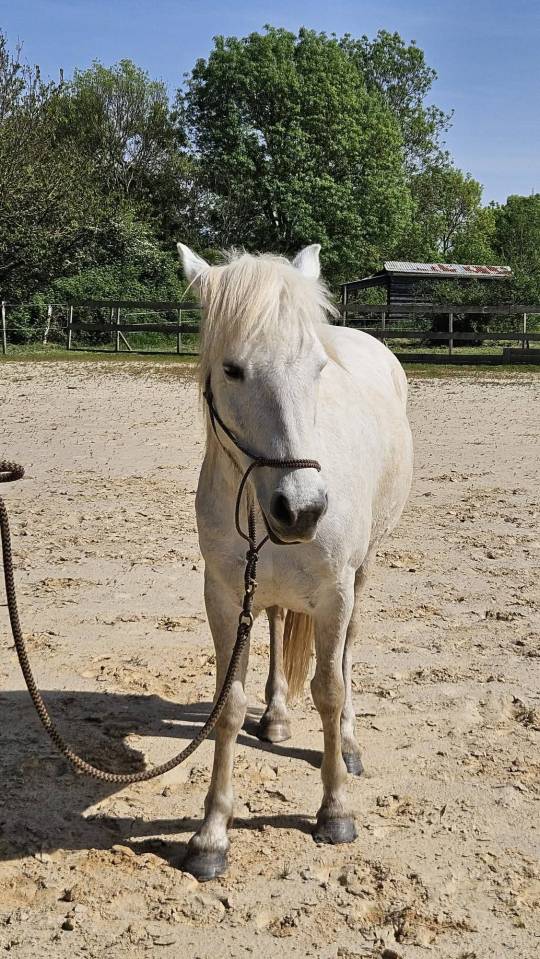 Jument pp Camargue 5 ans