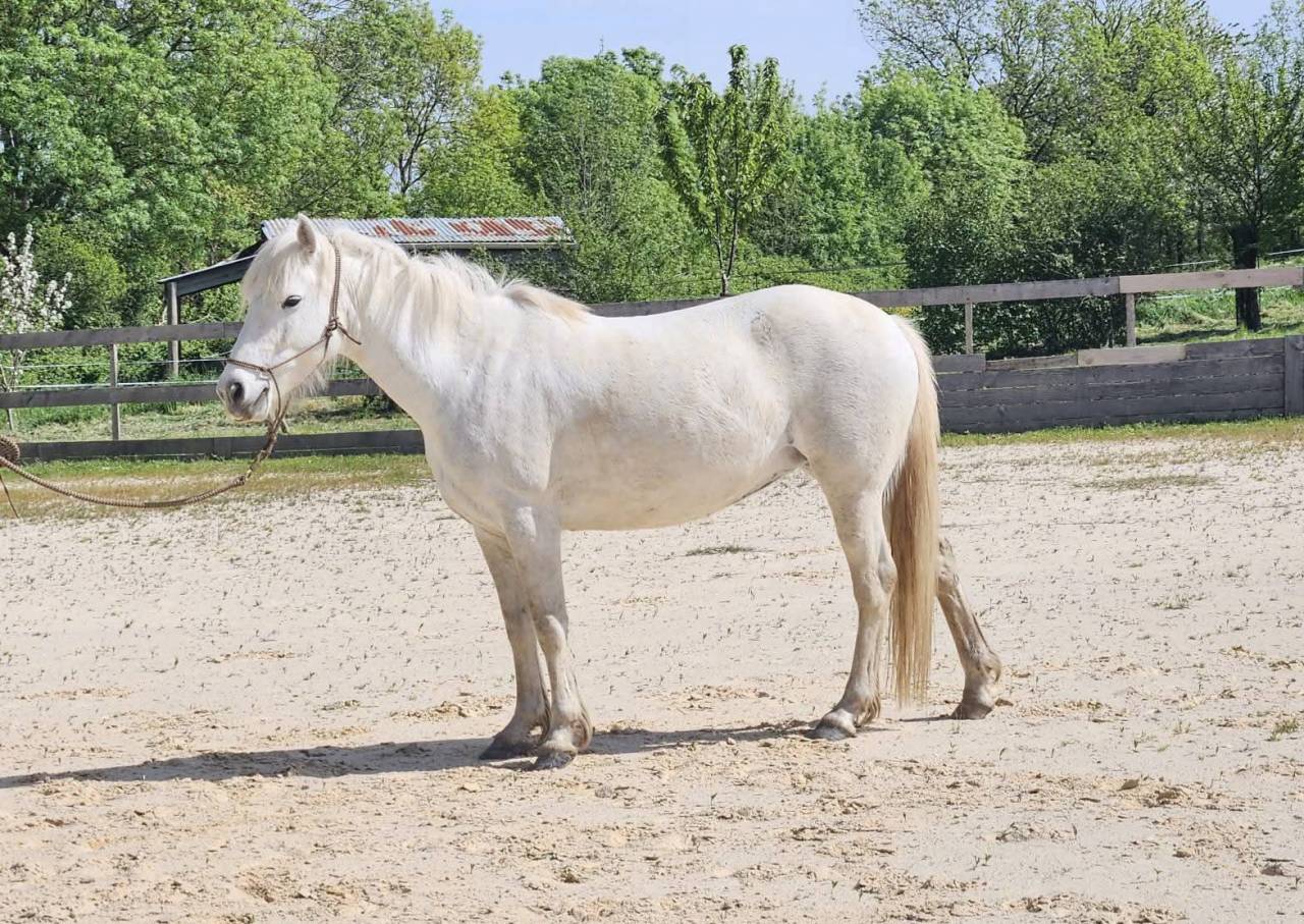 Jument pp Camargue 5 ans