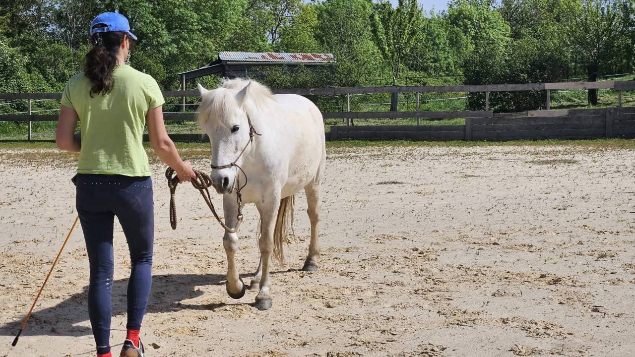 Jument pp Camargue 5 ans