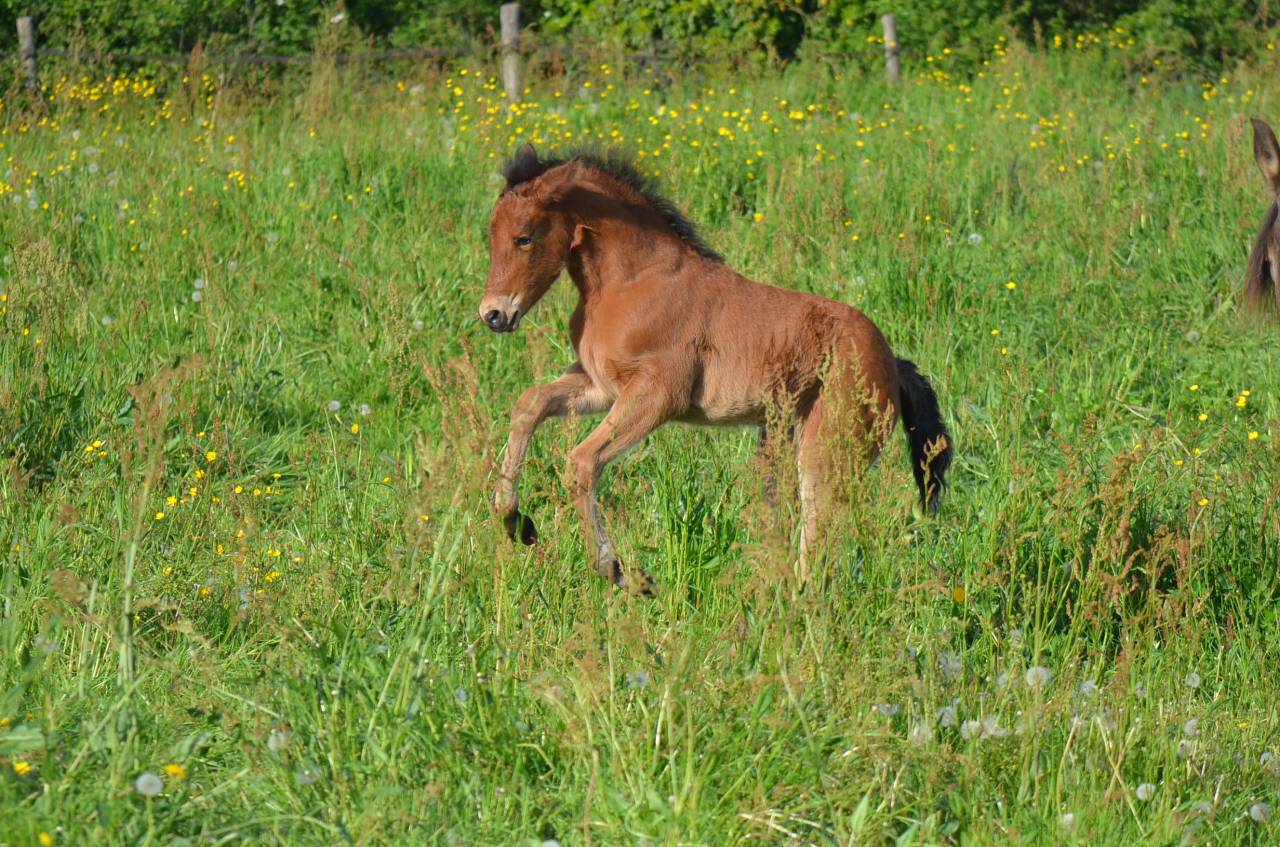 Pouliche ib&eacute;rique 25% frison bai pearl