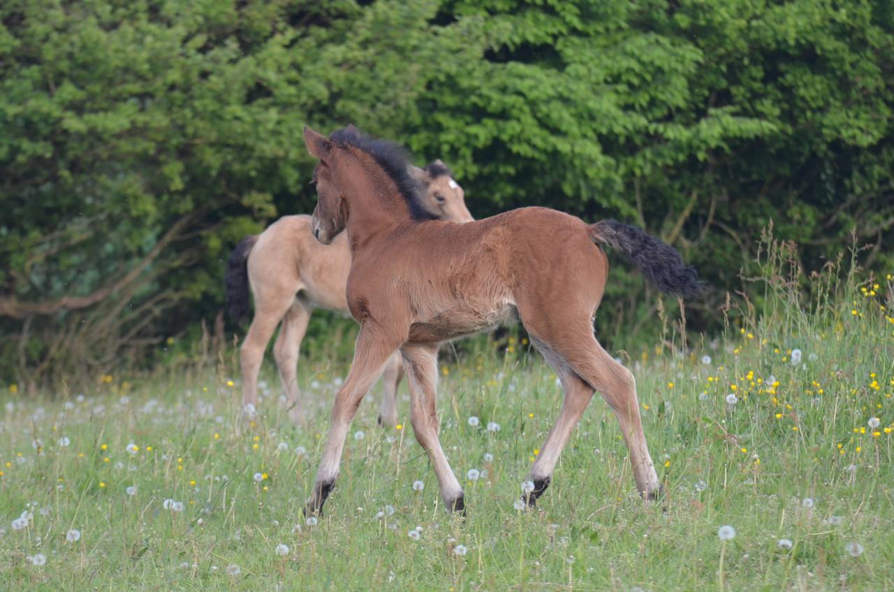 Pouliche ib&eacute;rique 25% frison bai pearl