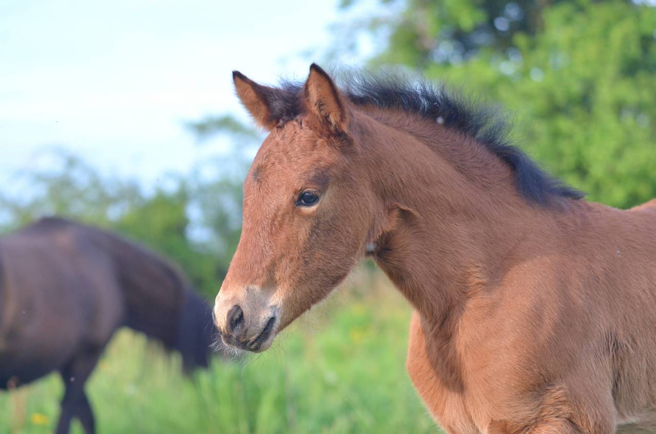 Pouliche ib&eacute;rique 25% frison bai pearl