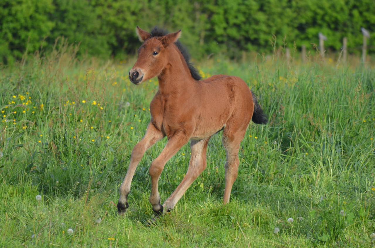Pouliche ib&eacute;rique 25% frison bai pearl