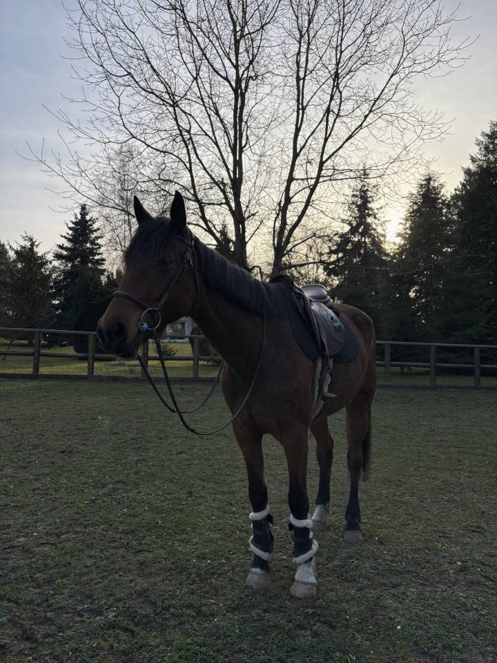 Chevaux &agrave; vendre 
