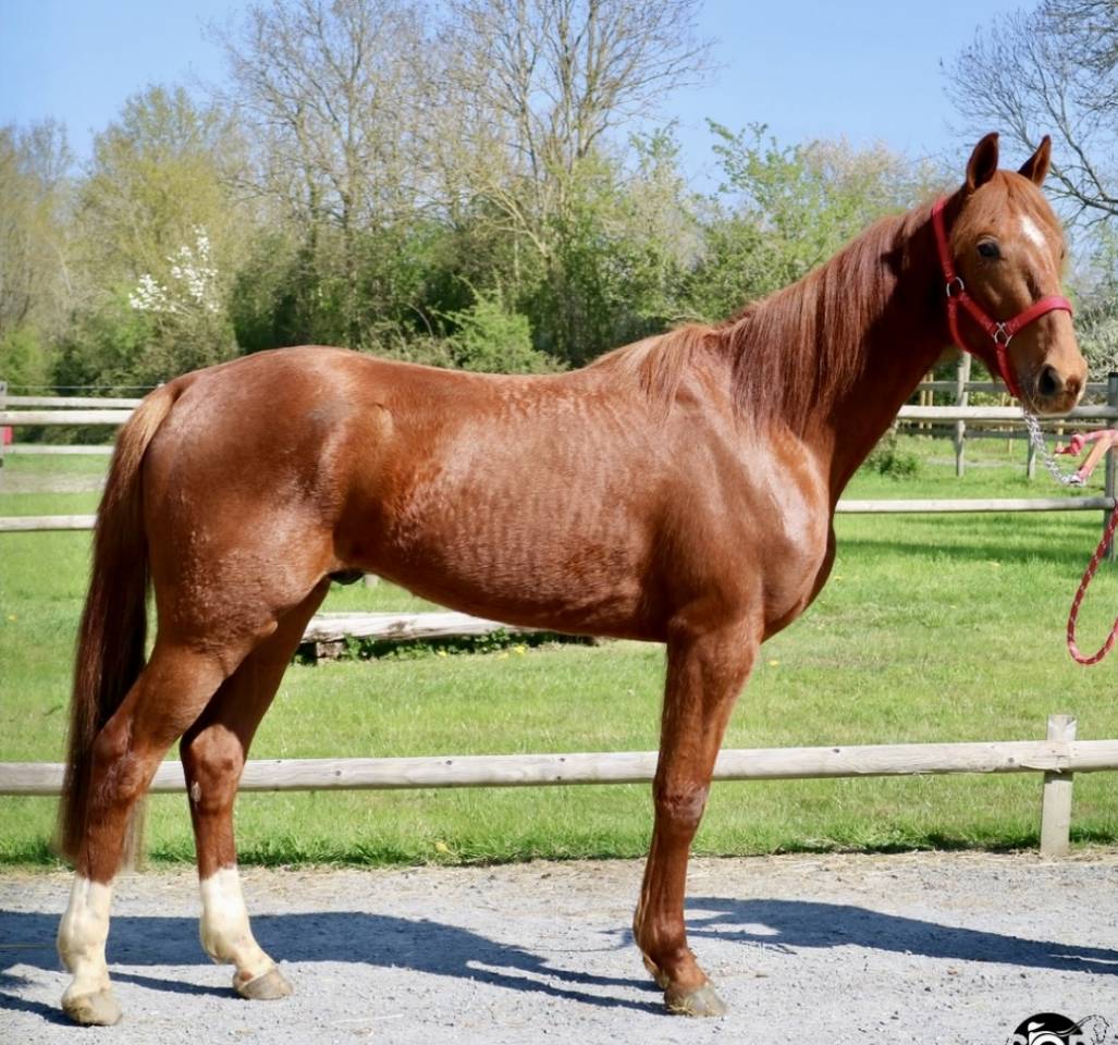 Cheval trotteur 4 ans, gentil, loisir mont&eacute;/attel&eacute;
