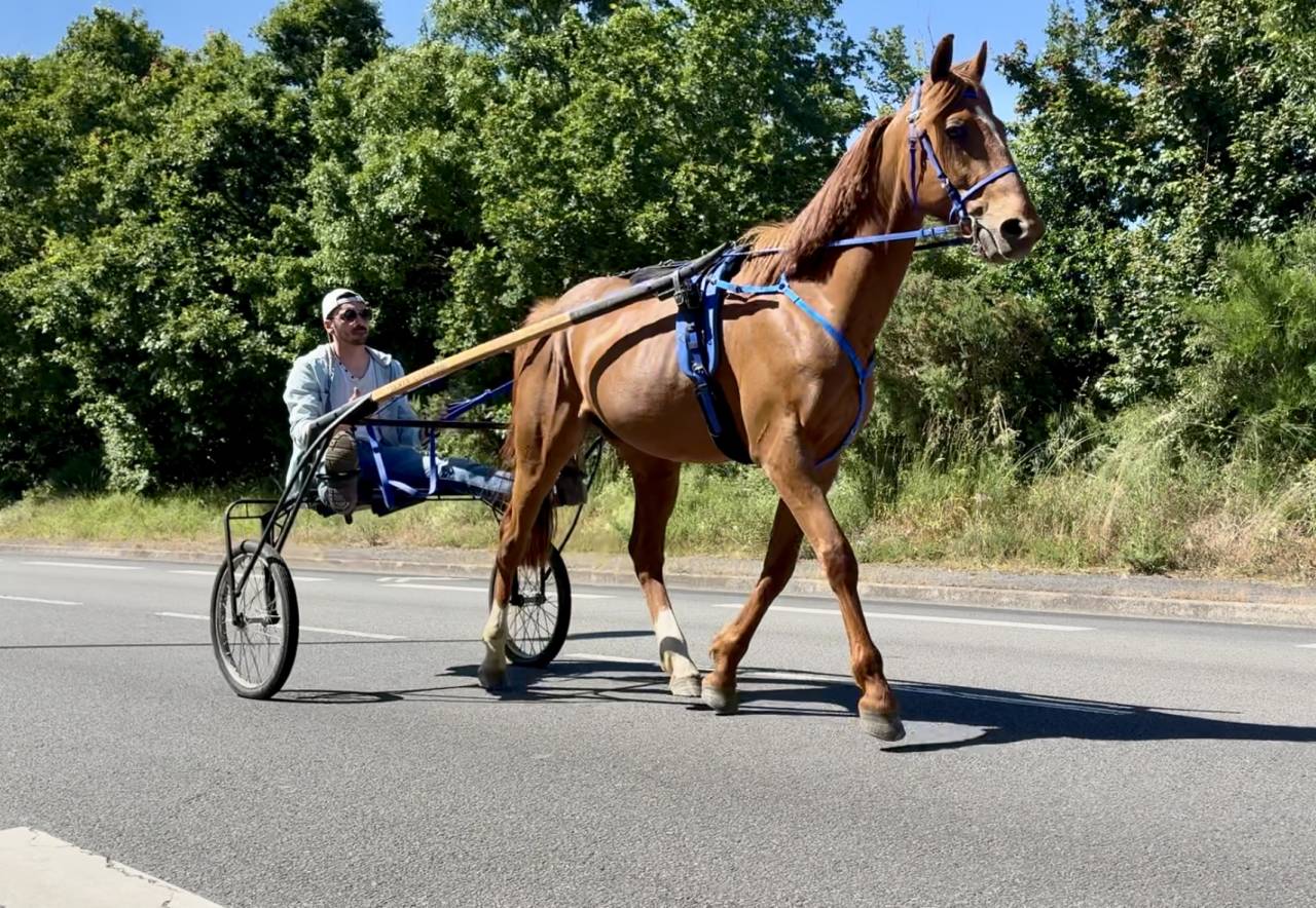 Cheval trotteur 4 ans, gentil, loisir mont&eacute;/attel&eacute;