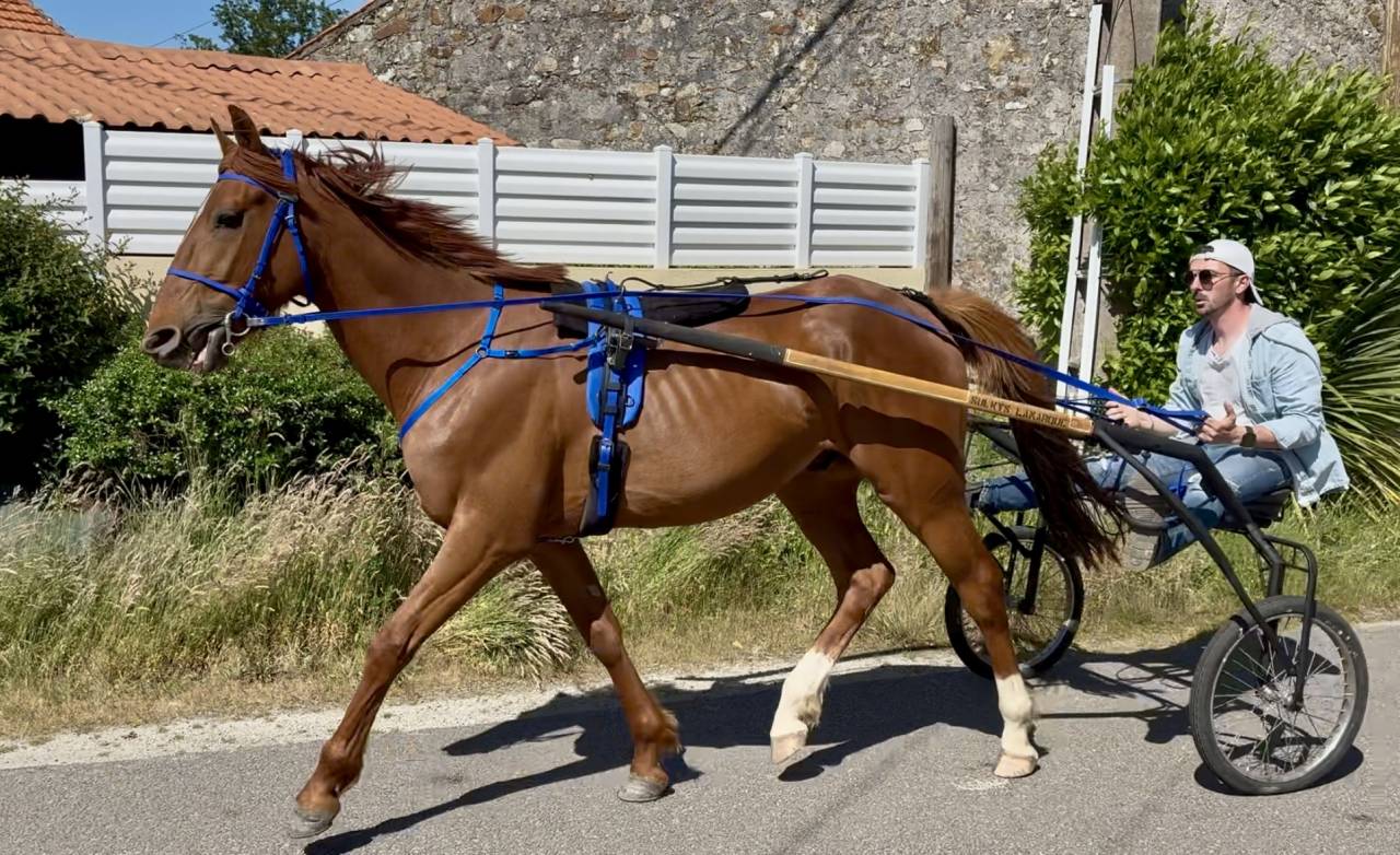 Cheval trotteur 4 ans, gentil, loisir mont&eacute;/attel&eacute;