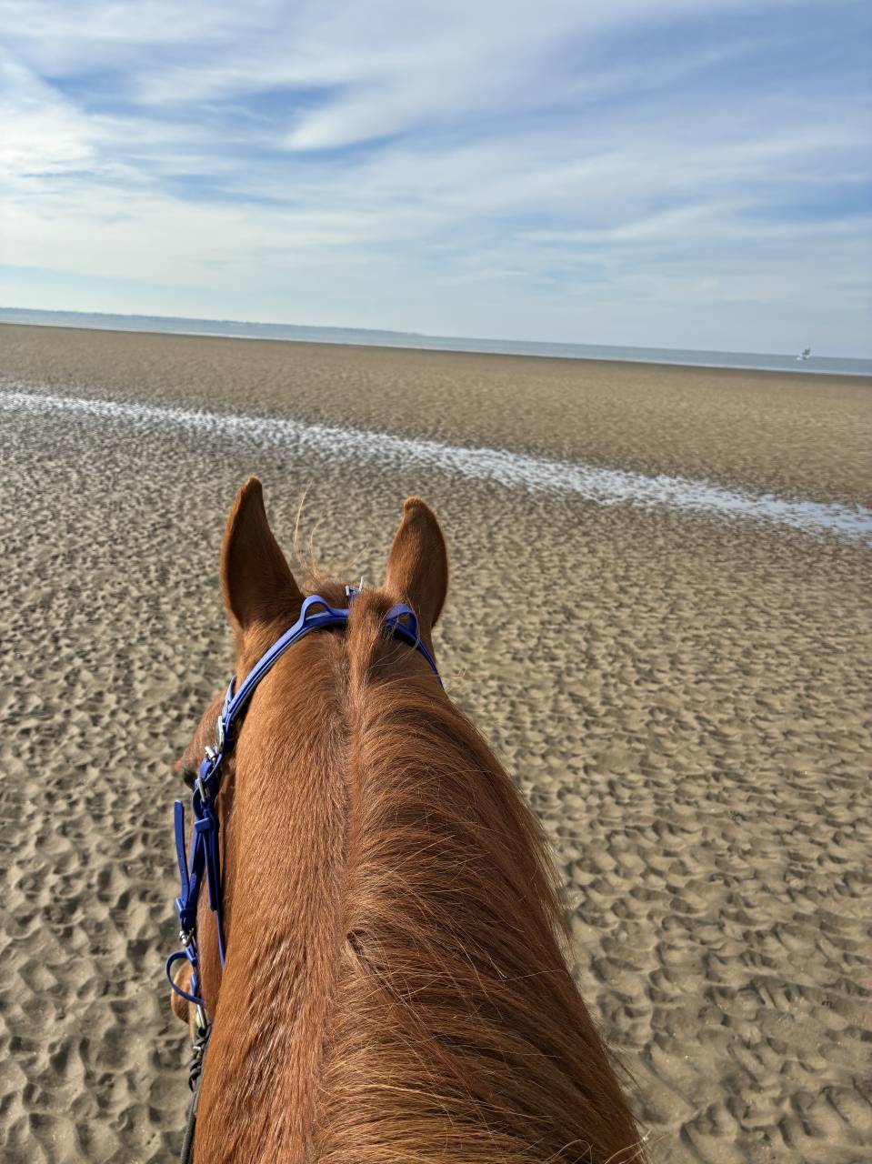 Cheval trotteur 4 ans, gentil, loisir mont&eacute;/attel&eacute;