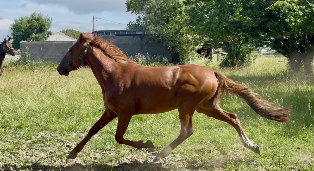 Cheval Hongre 4 ans, gentil, loisir mont&eacute;/attel&eacute;