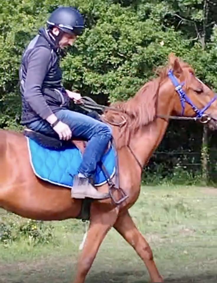 Cheval Hongre 4 ans, gentil, loisir mont&eacute;/attel&eacute;