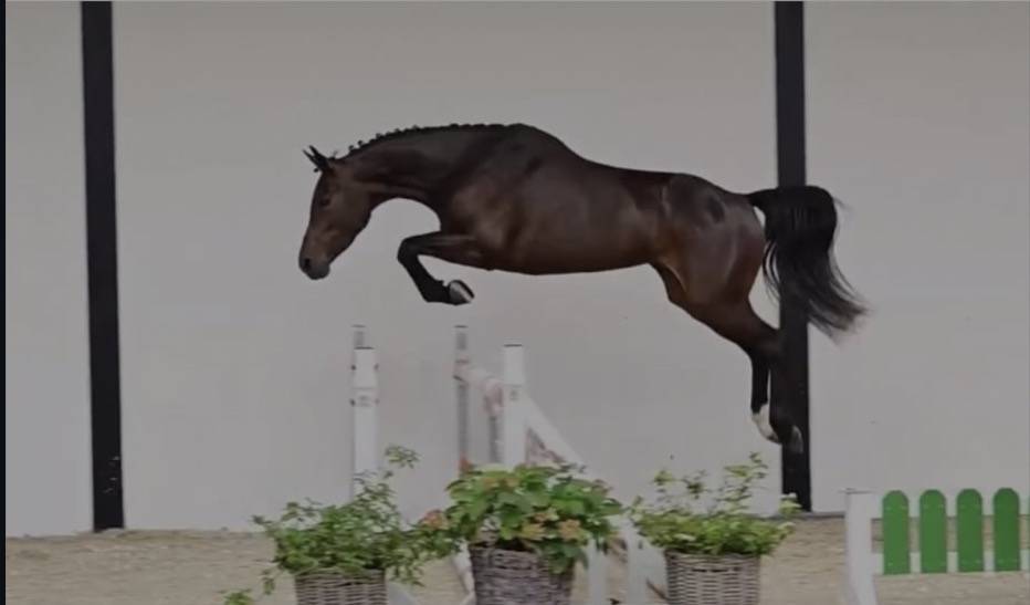 Jument d&rsquo;avenir ONLY D'HOLLAYE  