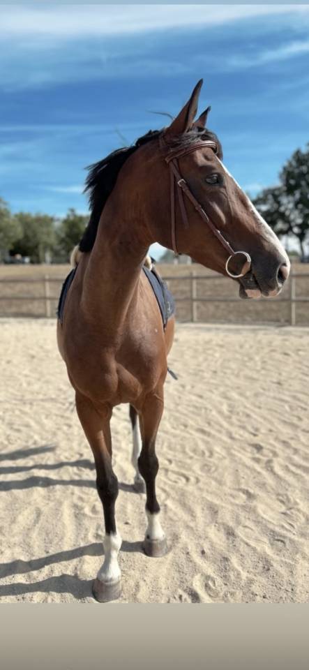 Cheval beau potentiel &agrave; finir de former 