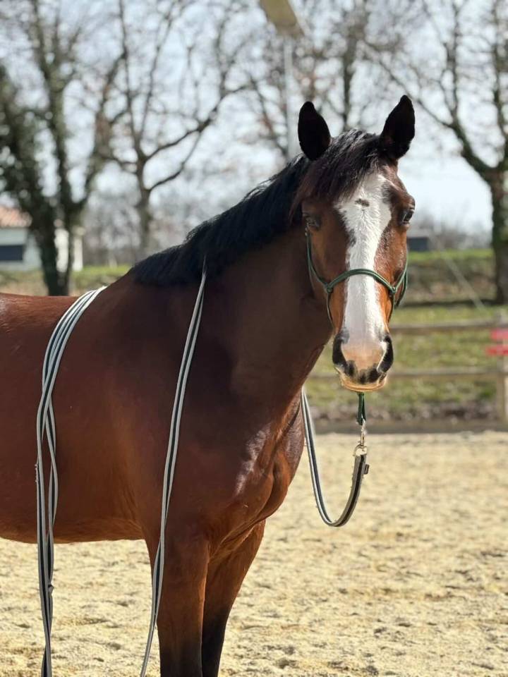 Cheval beau potentiel &agrave; finir de former 