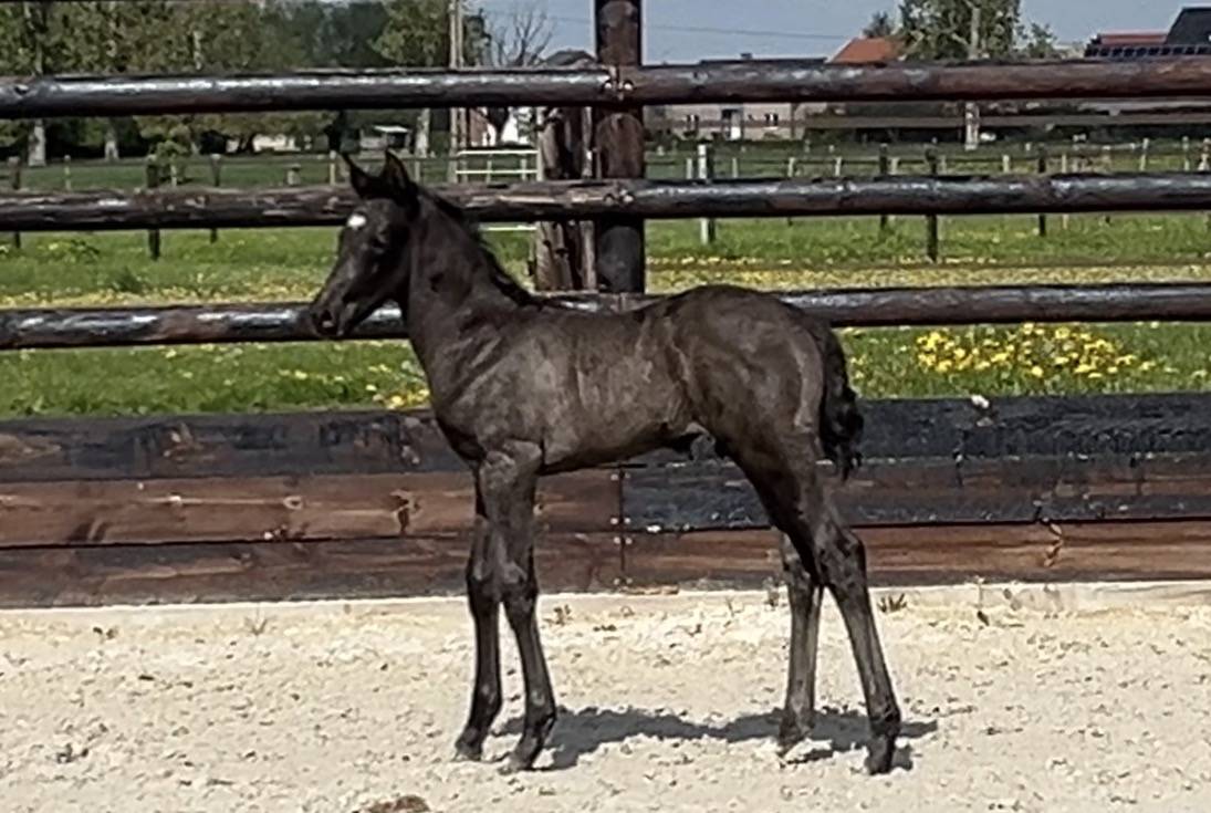 ZONIK PLUS foal m&acirc;le 2026 &agrave; r&eacute;server