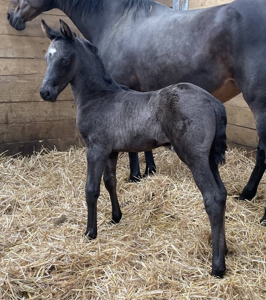 ZONIK PLUS foal m&acirc;le 2026 &agrave; r&eacute;server